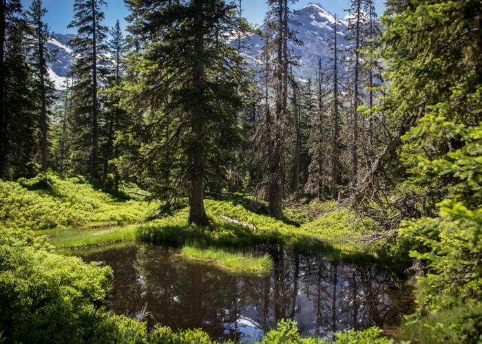 raurisertal urwald %28c%29 tvb rauris florian bachmeier f8d433d7