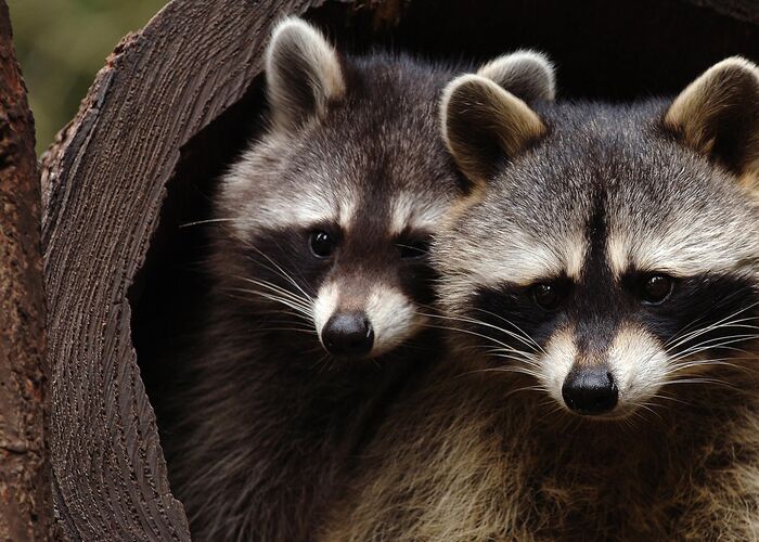abenteuerwelt mautern%28c%29 wildpark mautern gmbh 7nb5waf775gn6yv