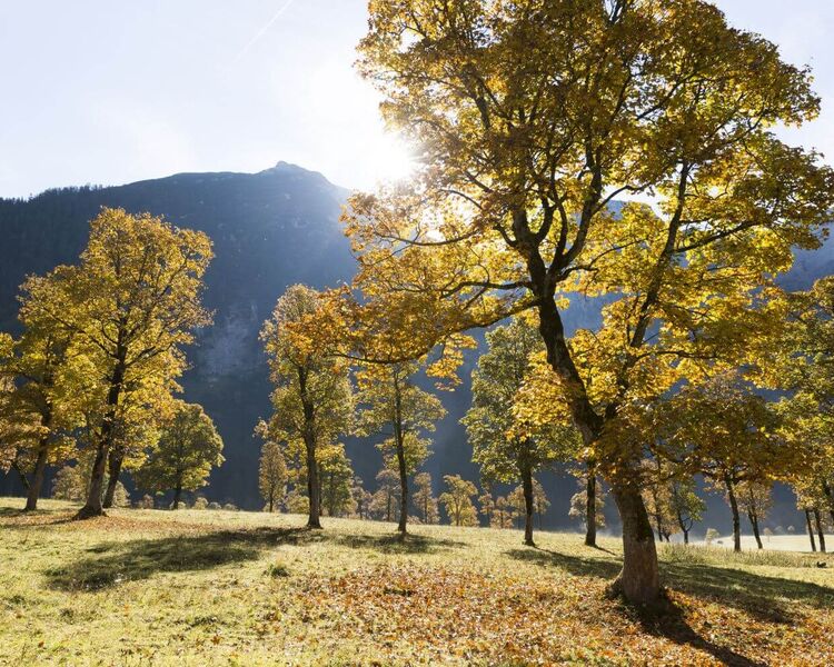 Ahornboden, Karwendel Naturpark in Tirol (c) Tirol Werbung, Mario Webhofer