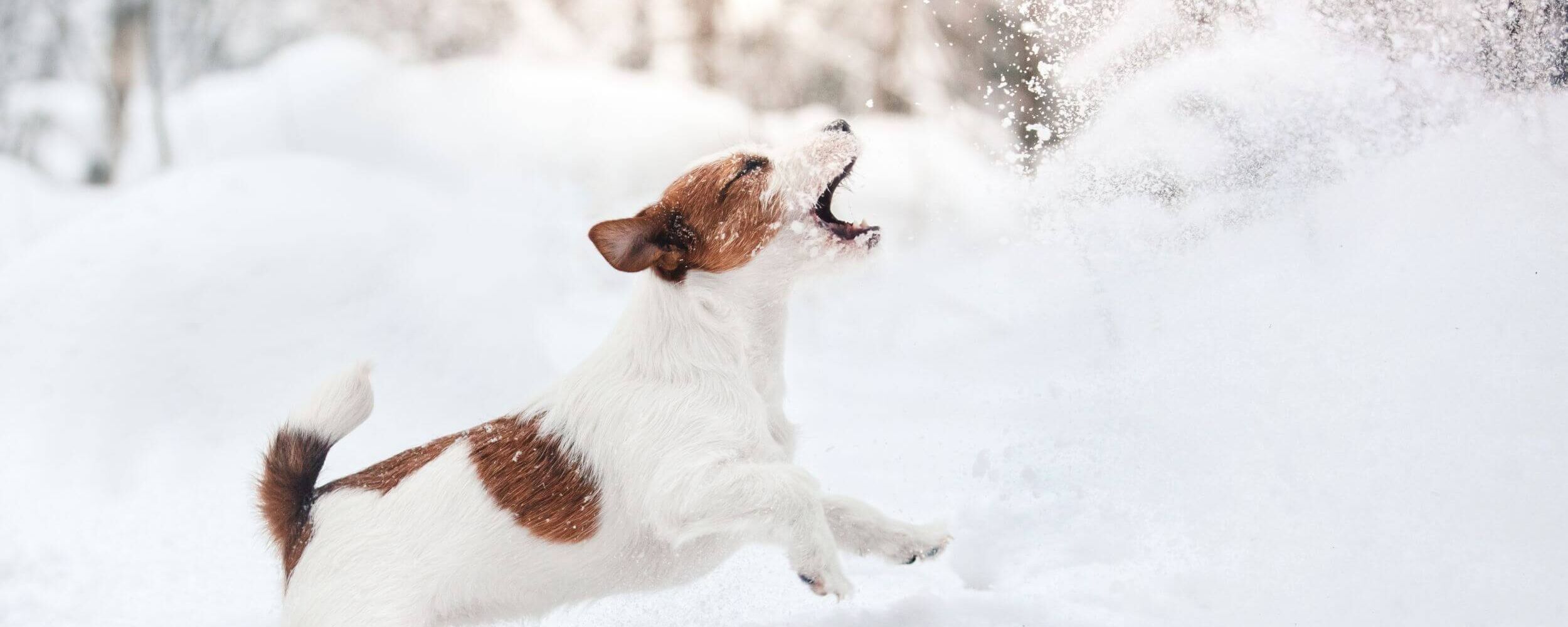 Hund spielt im Schnee in einer Winterlandschaft