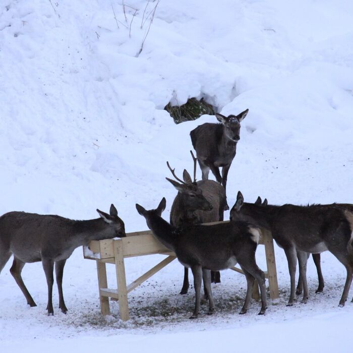 Feeding red deer in the snow in the Hohentauern holiday region