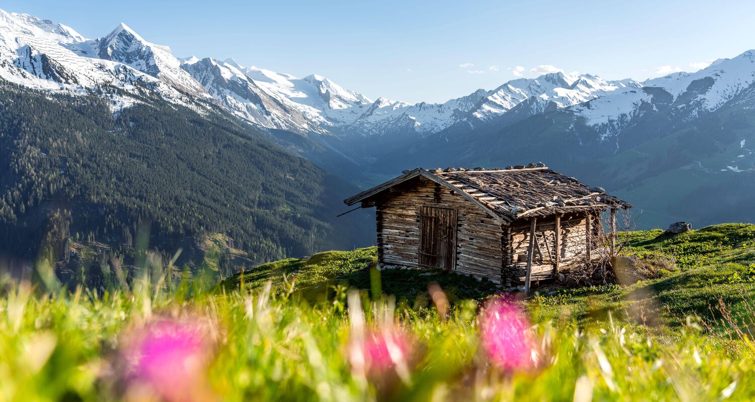 Traditionelle Almhütte auf einer Bergwiese im Zillertal, umgeben von leuchtendem Almrausch und Alpenpanorama.