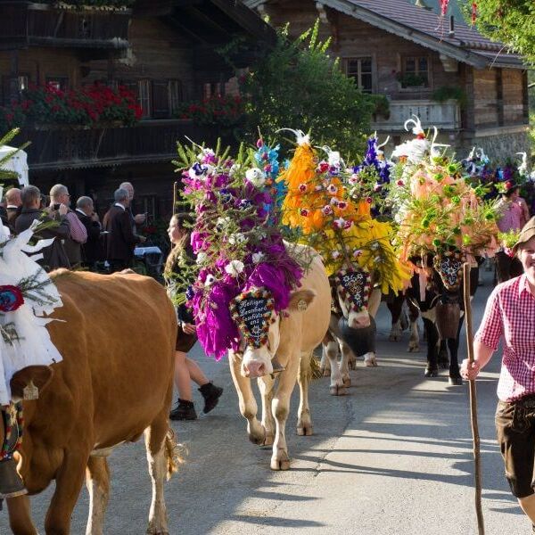 Kühe mit buntem Schmuck beim Almabtrieb im Brixental, Tirol