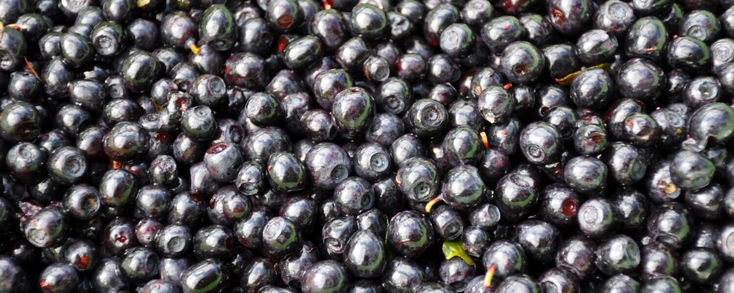 pinzgauer moosbeeren istock mortenchr 2jwevysfjv09ryz