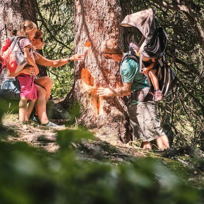 Junge, wandernde Familie betrachtet einen Baum im Wald, Kleinkind sitzt in der Kraxe