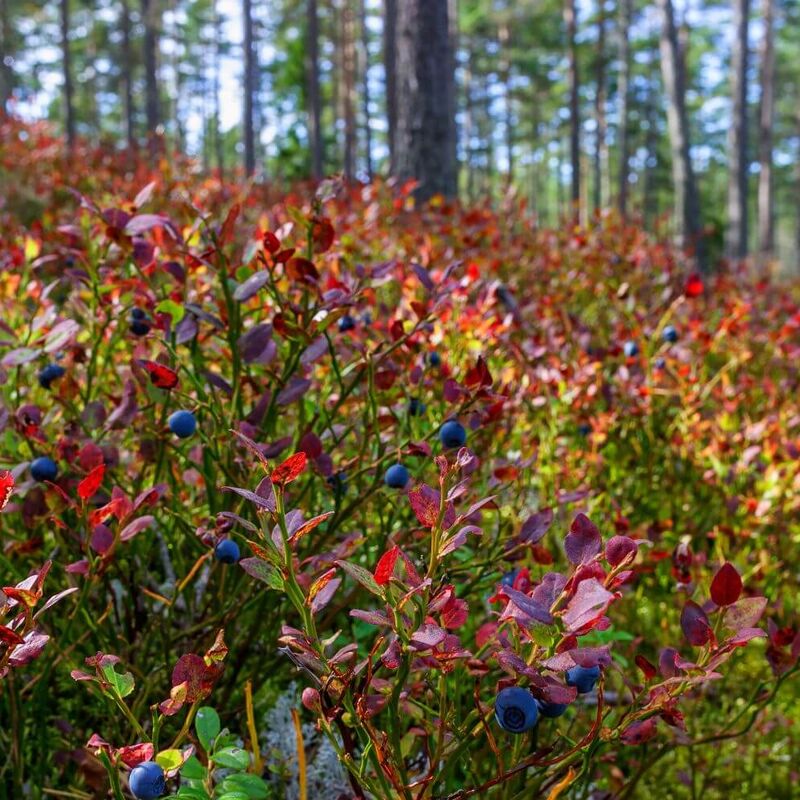 Heidelbeeren auf einer Wanderung im Spätsommer