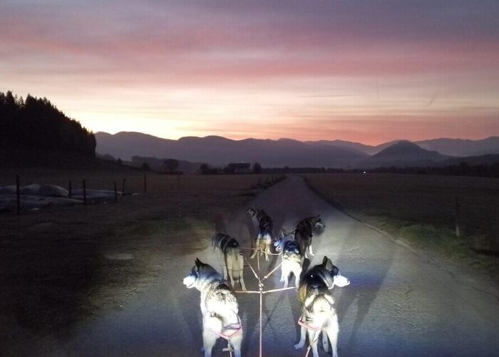 Huskies bij zonsopgang