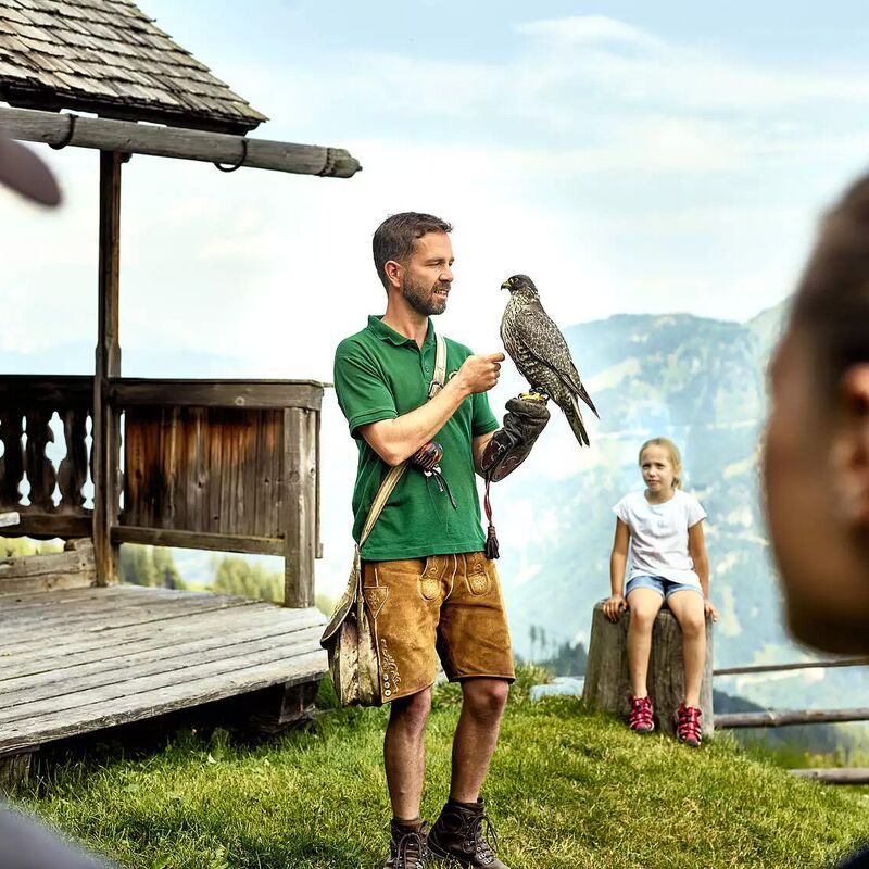 Greifvogel in der Greifvogelwarte Rauris während einer Flugvorführung im Nationalpark Hohe Tauern. © inspiranto