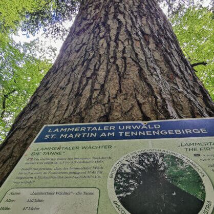 lammertaler urwald c bryan reinhart 0eqbwwjzhkm793e