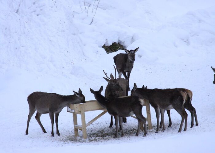Feeding red deer in the snow in the Hohentauern holiday region