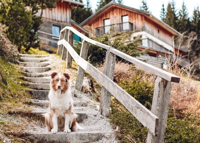 Dog sitting in front of holiday homes at the forest edge