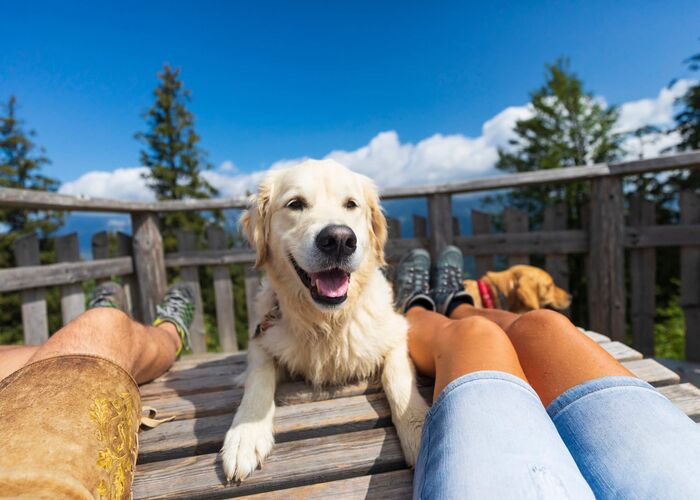 Hund liegt mit seinem Herrchen auf einer Bank und macht eine Pause während einer Wanderung.