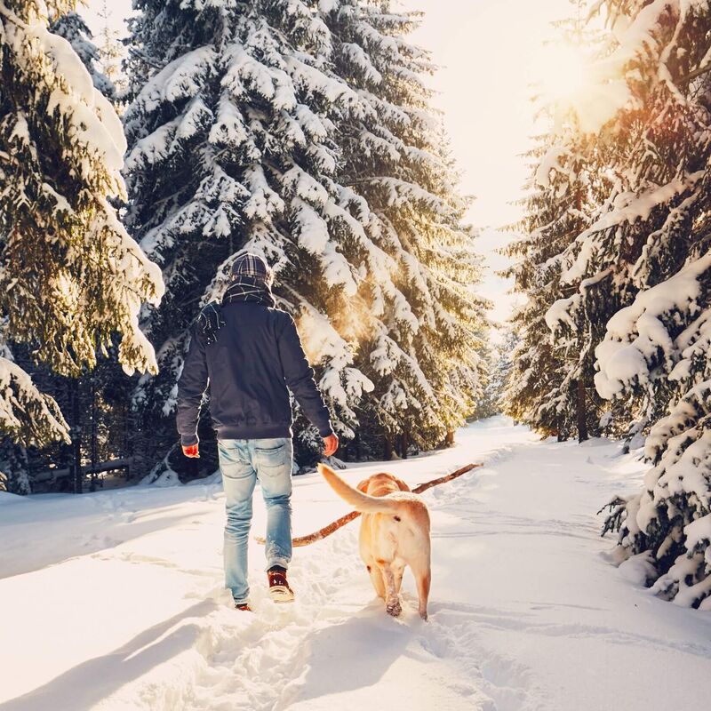 Winterspaziergang mit Hund (c) istock chalabala