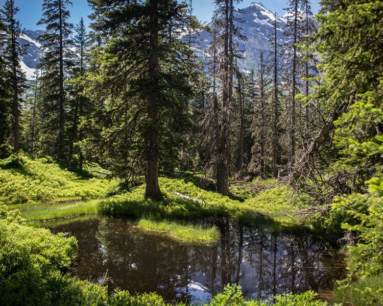 Dunkler Moortümpel im Rauriser Urwald, im Hintergrund der 3.106 m hohe Rauriser Sonnblick
