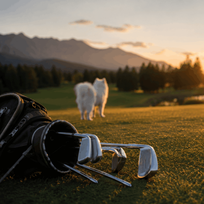 Golfschläger liegen auf dem Rasen, Hund bei Sonnenuntergang.