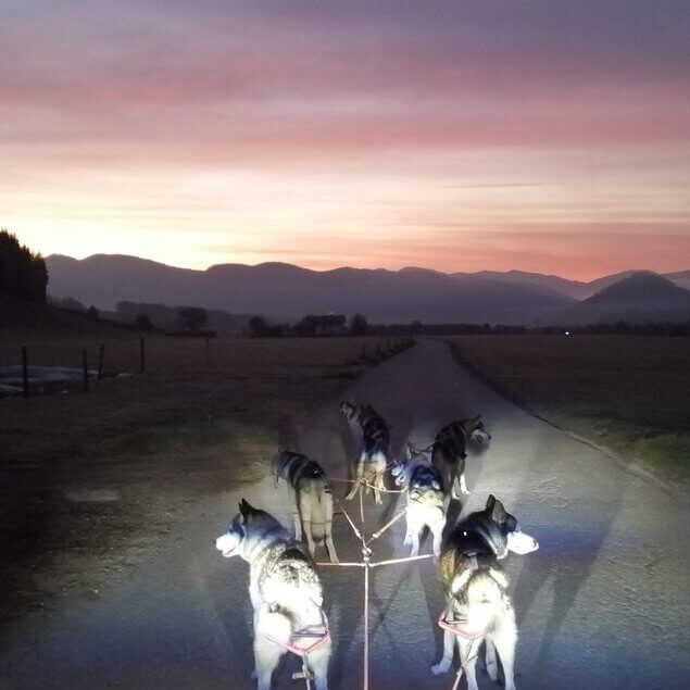 Huskies bij zonsopgang © Harald Trauderer