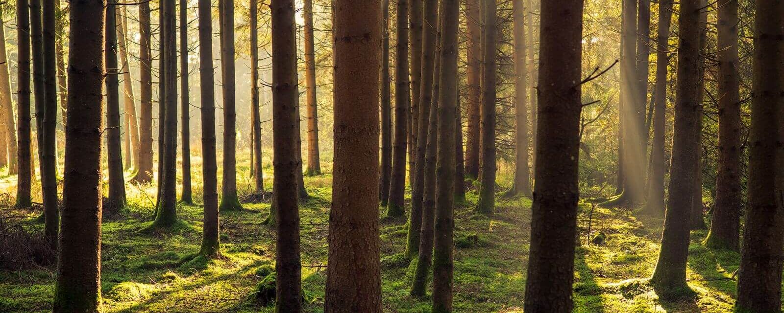 Forest bathing in Austria slows you down.