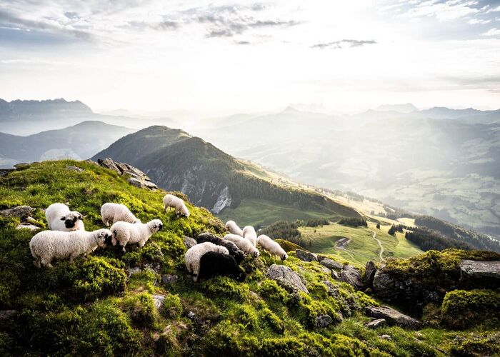 Schafe in den Kitzbueheler Alpen Brixental%C2%A9gartnermathaeus kc3rc00ckz1zvgj