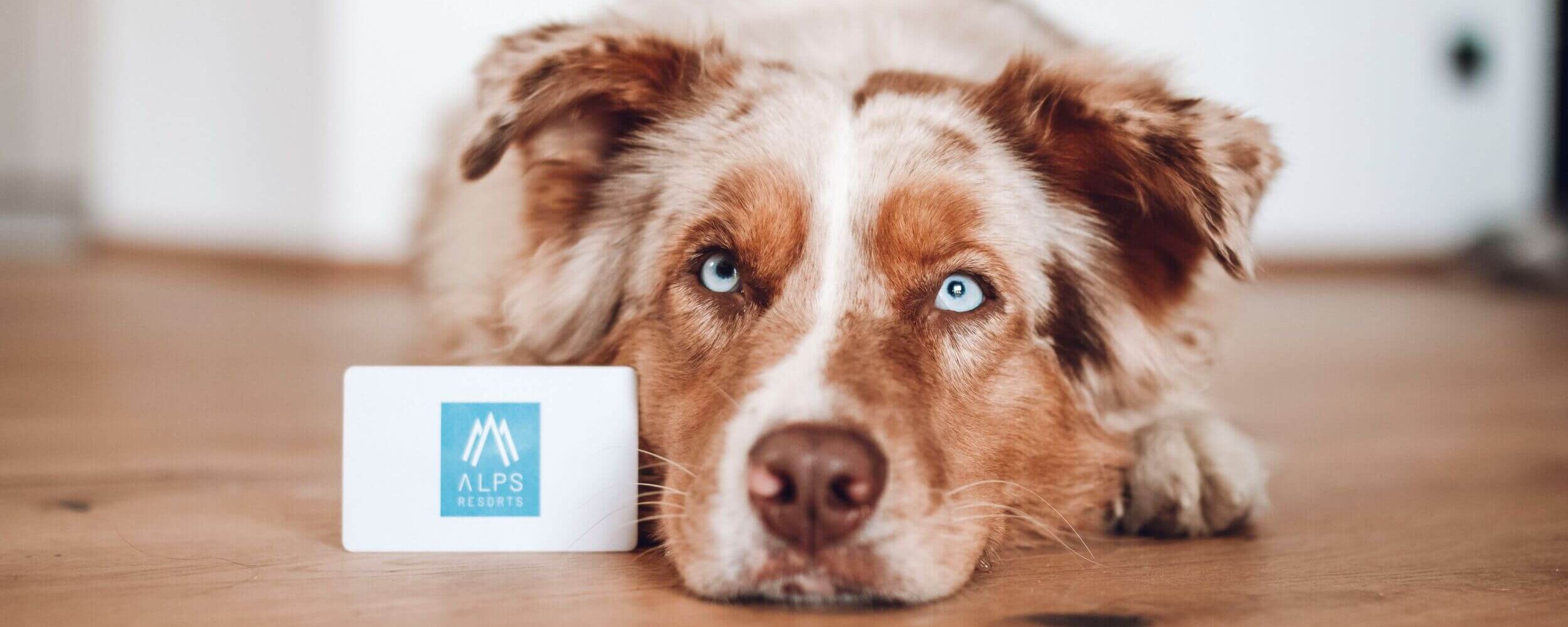 Photo shows a dog in accommodation at ALPS RESORTS.