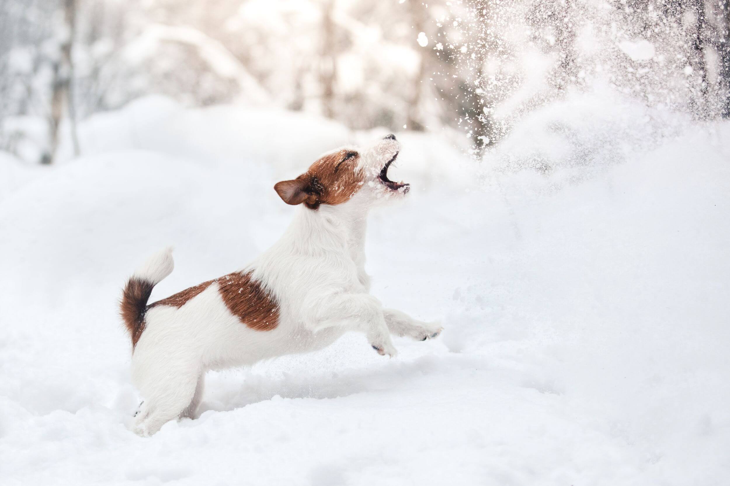 dog playing in the snow (c) istock   Anna av