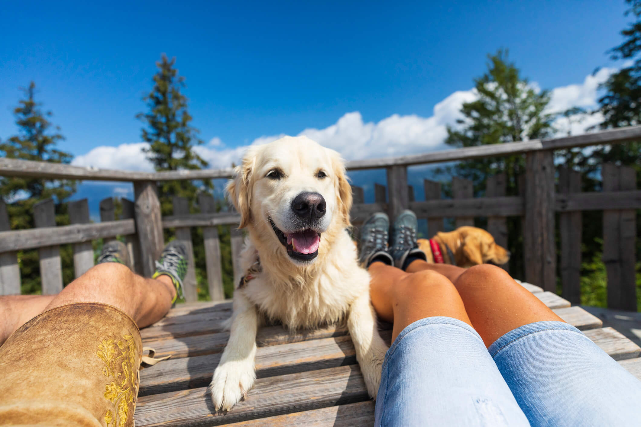 Vakantie met je hond © iStock / DieterMeyrl