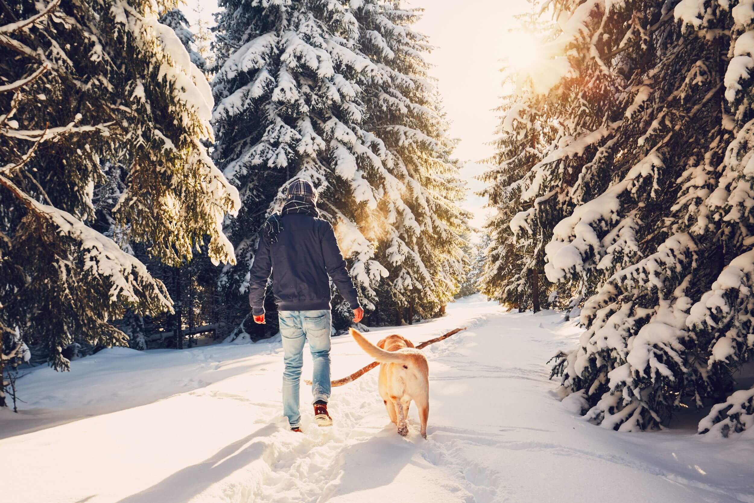 Winterspaziergang mit Hund © iStock (chalabala) Winterspaziergang mit Hund © iStock (chalabala)
