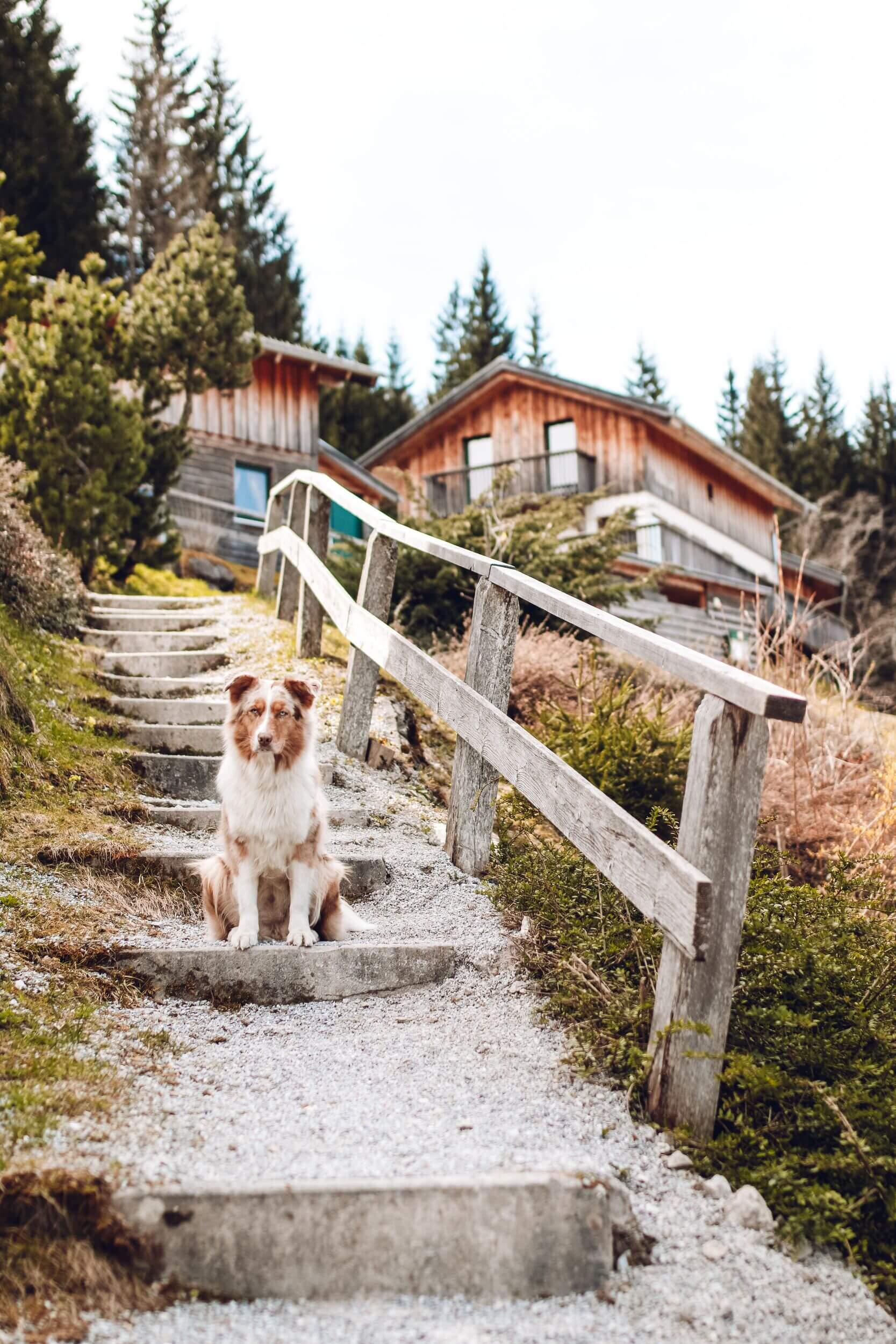 Holiday with dog at Alpendorf Dachstein West